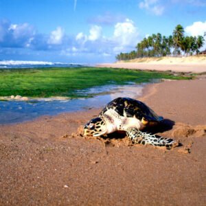 Passeio na Praia do Forte + Guarajuba Dias Disponíveis: Seg a Dom – A vista R$140